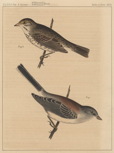 Vögel, Tafel XXVIII, 1855 von American School